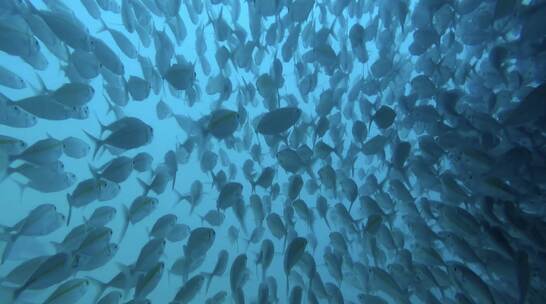 海底 鱼群 跟拍 潜水员 鱼群里