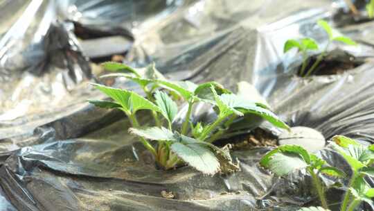 草莓园 农田 农业作物 水果 绿色植物 温室