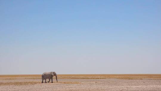 非洲象穿越沙漠