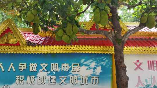 云南瑞丽市街道边挂满菠萝蜜、芒果