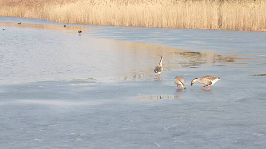 冬天城市湿地结冰湖面上展翅的天鹅鸭子