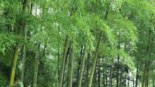 下雨天竹林景观特写，竹节挺拔竹叶繁茂