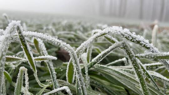 雾凇下的美景植物视频合集