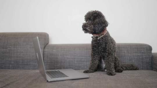 狗狗和笔记本电脑