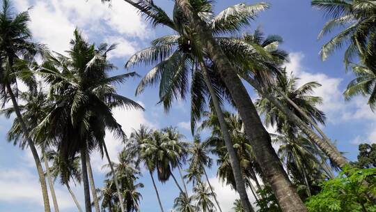 移动和查找椰子树