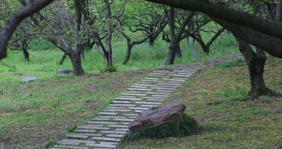 美丽樱花 风吹雨打花落