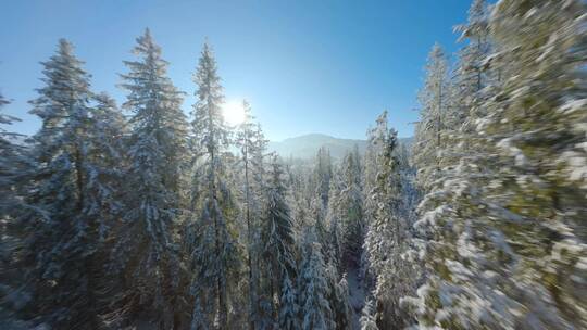 冬季树林雪松之间