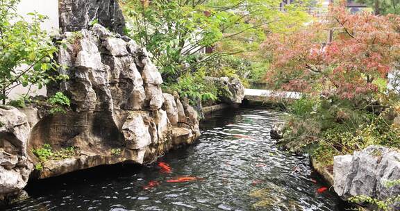 杭州径山寺许愿池锦鲤游泳慢镜头