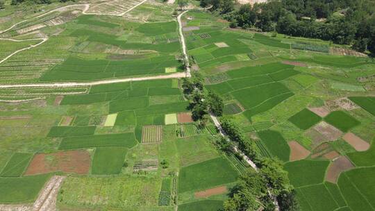 航拍绿色农田农业种植杂交水稻
