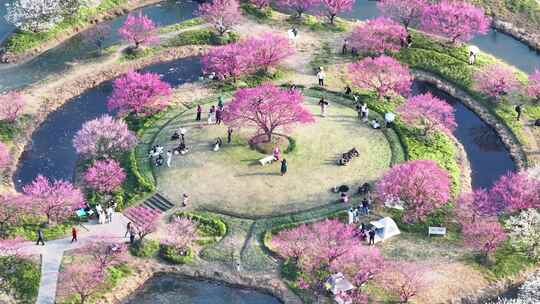 上海春天 梅花 花开海上