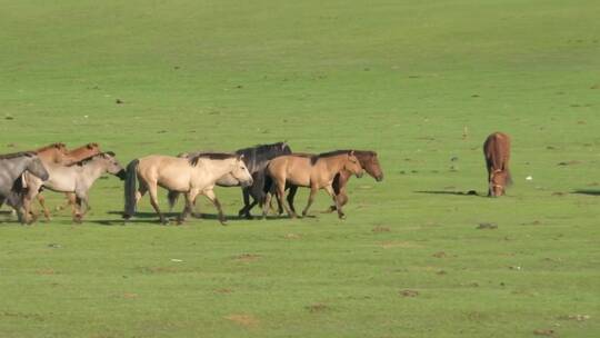 一群在绿色平原上奔跑的野马