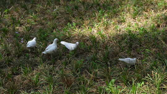 鸽子在草地上觅食行走和平