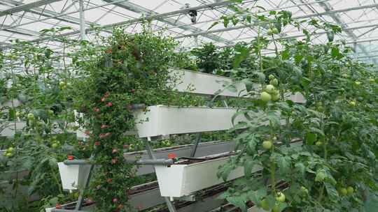 4K现代化室内钢架温室大棚西红柿种植视频