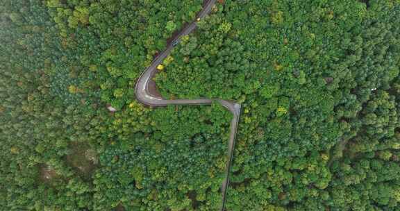 空中俯瞰绿树丛林中的蜿蜒道路