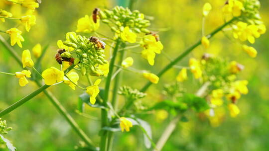 春天的蜜蜂油菜花上采蜜飞舞慢镜头视频素材模板下载