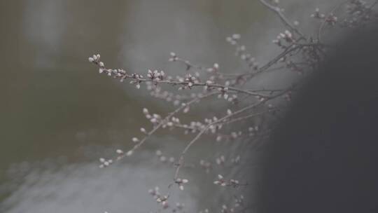 水面桃花花苞LOG素材