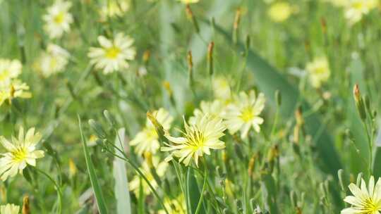 小野花苦荬菜