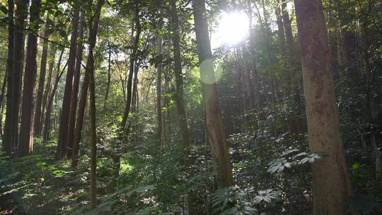 杭州西湖十景九溪烟树