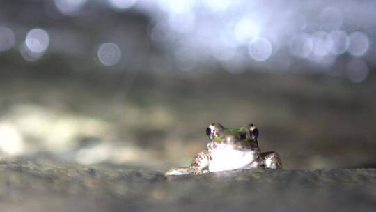 青蛙 蟾蜍 小动物 夜间青蛙 林间动物
