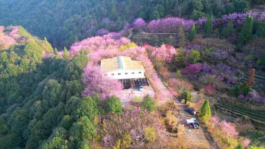 山林中被粉花环绕的房屋风景樱花