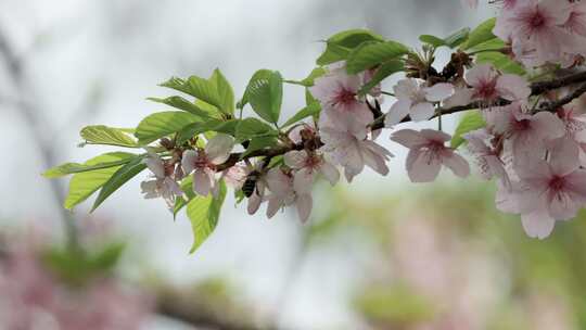 4K春天粉色樱花视频