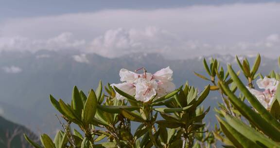 山上美丽的花朵