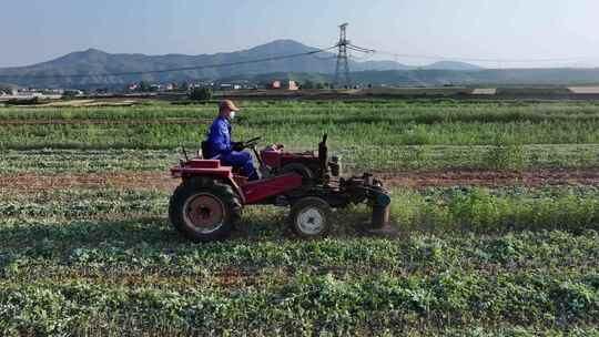 农民驾驶拖拉机收割艾草中药材种植农业