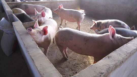 猪-养猪厂
