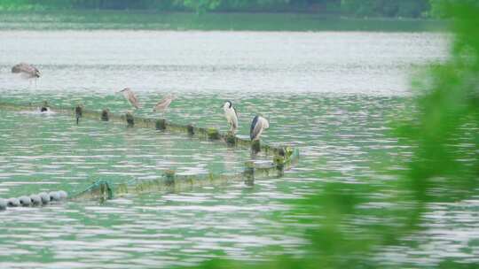 杭州西湖茅家埠春天水面上的夜鹭