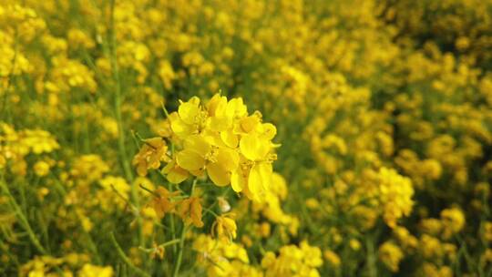 济南龙山平陵古城油菜花基地，春季油菜花田