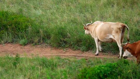 走在路上的牛