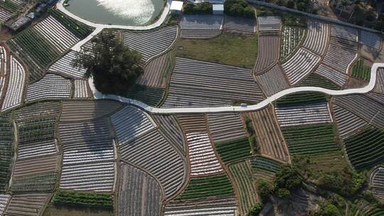 农田道路航拍