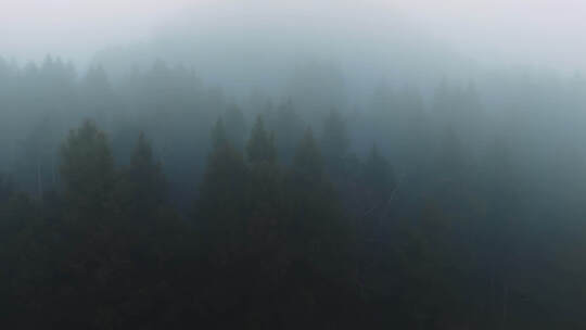 清晨森林迷雾神秘感