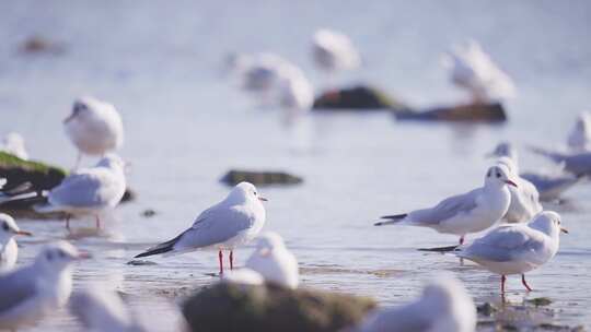 生态候鸟湿地海鸥