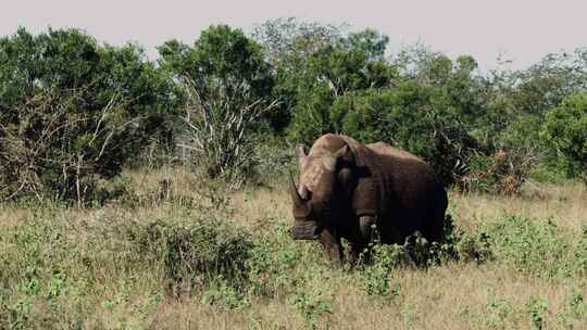 White Rhino，犀牛Safari