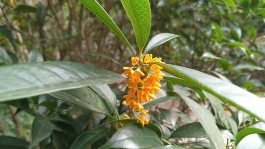 金桂花花茶桂花盛开