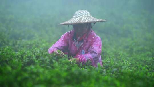 毛尖春茶白茶绿茶茶叶手工茶采摘