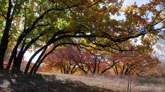 4K高清实拍秋季枫叶树林