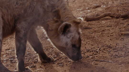 日落时鬣狗在地上吃颗粒——特写面部视频素材模板下载