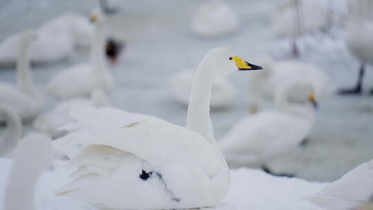 慢动作可爱白天鹅雪景湖景冬日野生动物