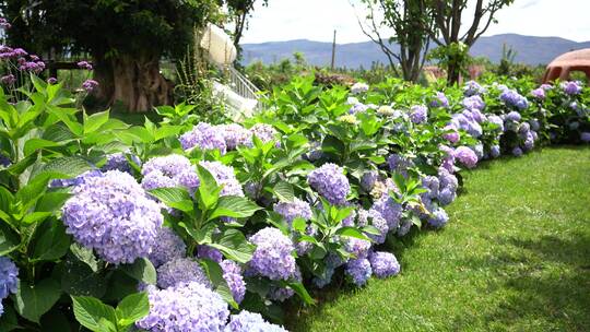 绣球花花园公园景区景点