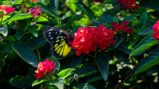 花园花丛中蝴蝶飞舞 五色梅