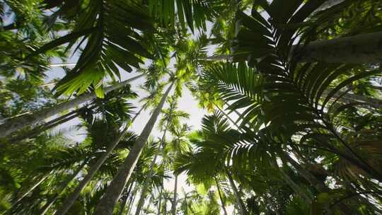 广角镜头在午后的阳光下慢慢穿过椰子树，观察者指向