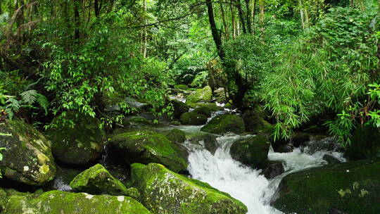 雨林中的小河视频素材模板下载