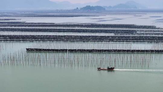 海洋养殖海带紫菜养殖业航拍福建霞浦