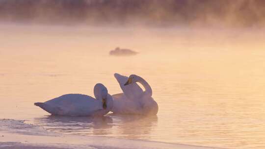 冬季寒冷冰河上野生的白天鹅在飞翔嬉戏觅食