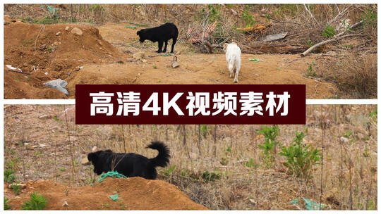 山上的狗狗 两只狗狗 黑白狗狗视频素材模板下载