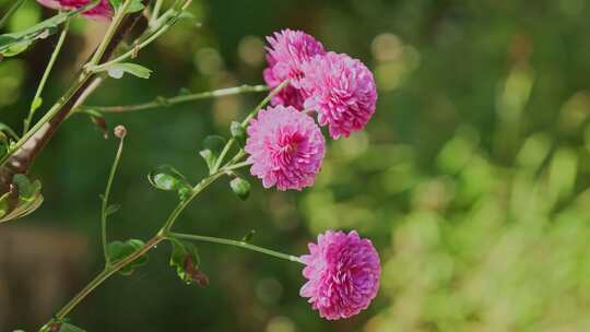 唯美花朵菊花紫色小雏菊