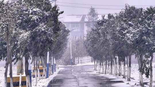 下雪雪景田野树木树枝雪花飘落