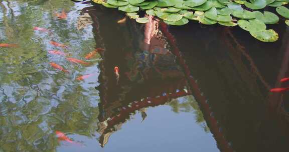 池塘里的锦鲤观赏鱼群鱼游泳游鱼